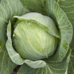 Cabbage, ‘Golden Acre’
