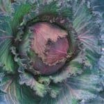 Cabbage, ‘January King’