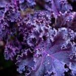 Kale, ‘Scarlet’