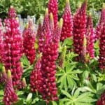 Lupine ‘My Castle Red’