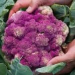 Cauliflower ‘Purple of Sicily’