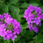 Verbena ‘Homestead Purple’