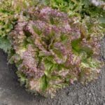 Lettuce ‘New Fire Red’