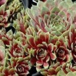 Sempervivum, ‘Commander Hay’