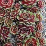 Sempervivum, ‘Kalinda’