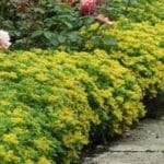 Sedum, ‘Spirit’