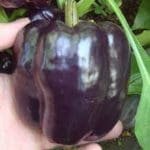 Pepper, ‘Purple Beauty’
