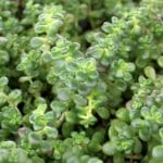 Sedum divergens, Old Man’s Bones Sedum