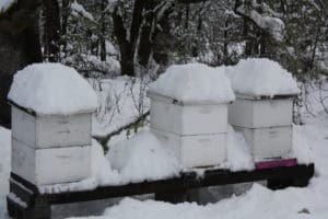 Hives in winter