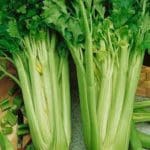 Celery, ‘Utah Giant’