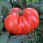 Tomato ‘Mortgage Lifter’