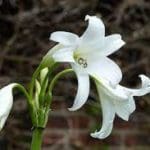 Crinum Lily (Crinum x powellii)