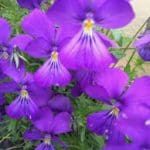 Viola corsica ‘Little Gem’