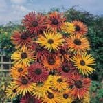 Rudbeckia ‘Chim Chiminee’