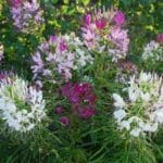 Cleome, ‘Royal Queen’