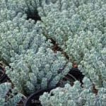 Sedum ‘sieboldii’