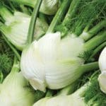 Fennel, Florence