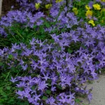 Campanula, Serbian Bell Flower